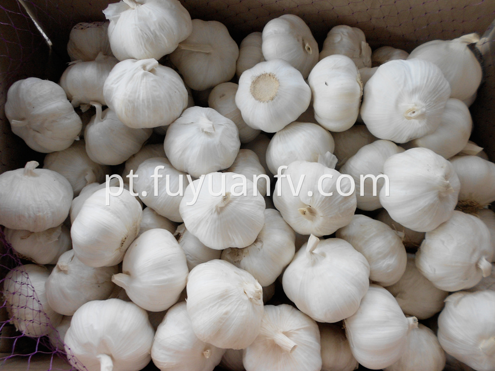 fresh pure white garlic